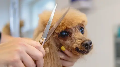 Hasta el martes se recibirán mascotas para ser modelos en curso de peluquería canina