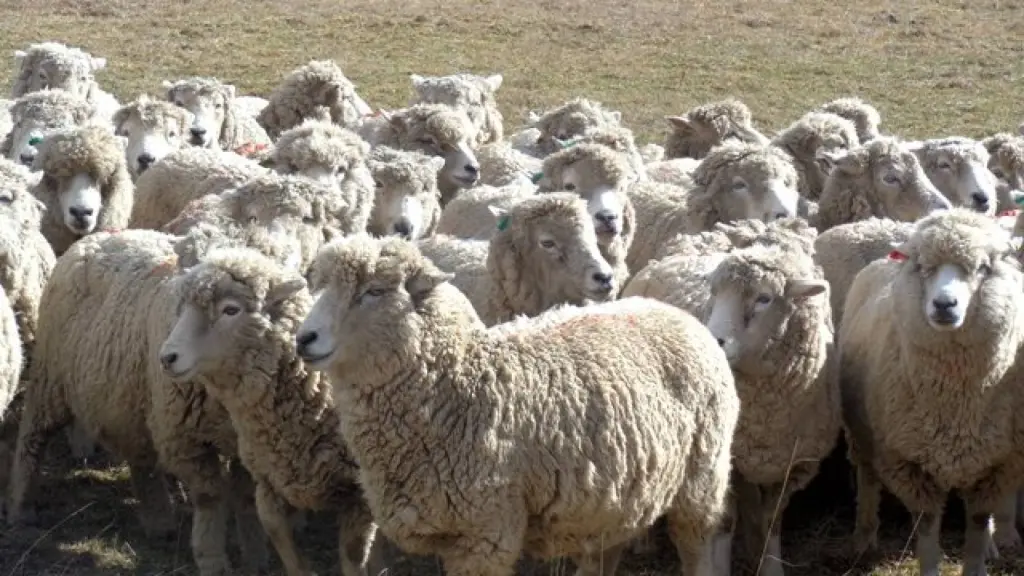 La baja en producción de granos a nivel nacional complica a los productores ovinos, porque es en esta fecha que se abastecen de alimentación para que los animales pasen el invierno.