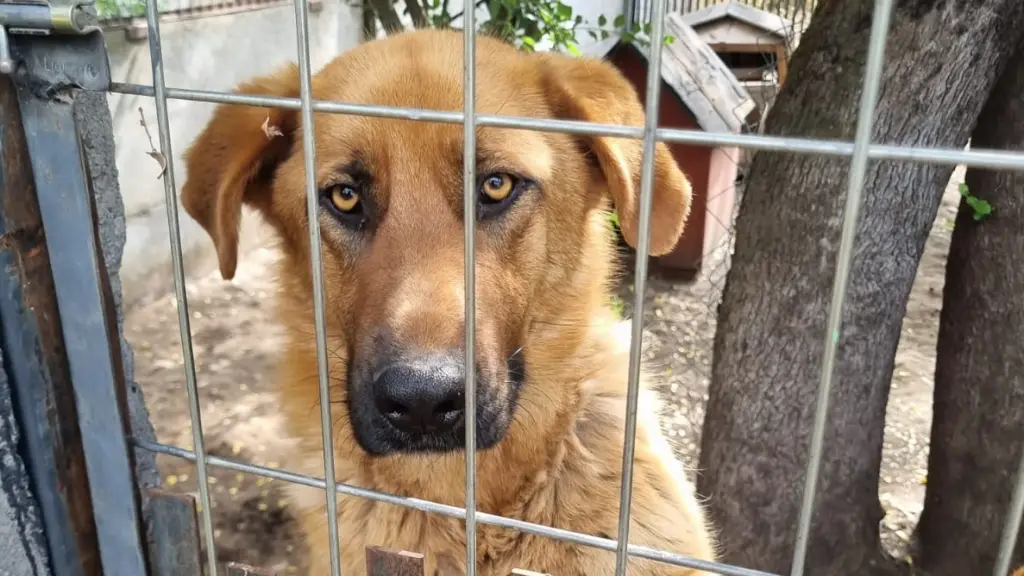 La triste realidad de los “perros invisibles”: Los canes adultos que no quieren ser adoptados
