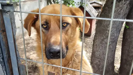 La triste realidad de los perros invisibles: Los canes adultos que ninguna persona quiere adoptar