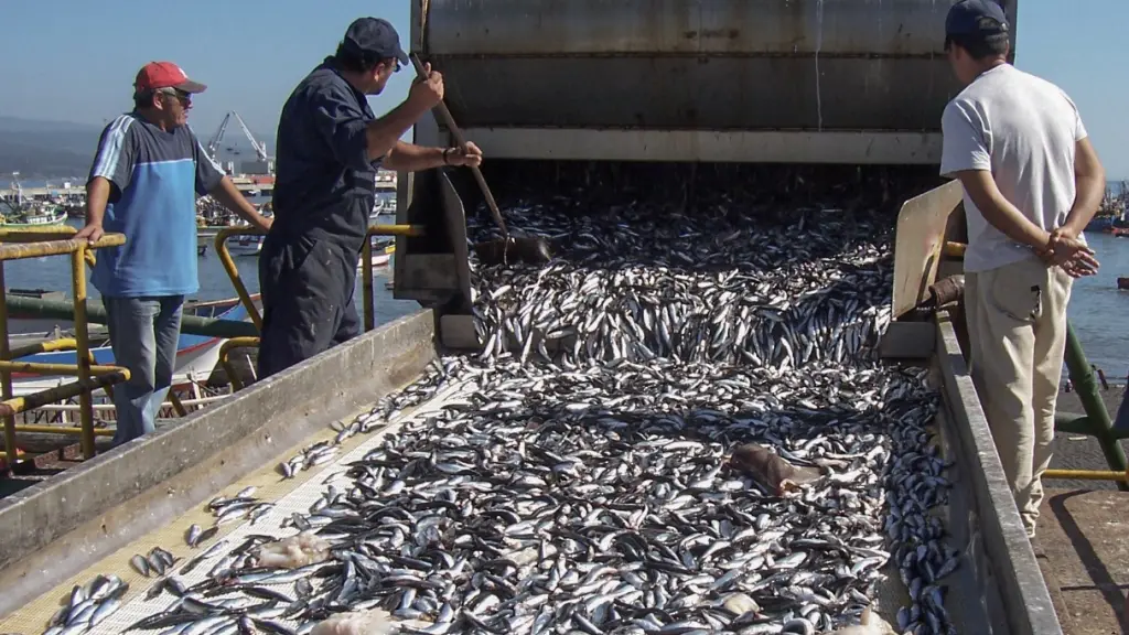 Olores sector pesquero regional de Biobío.