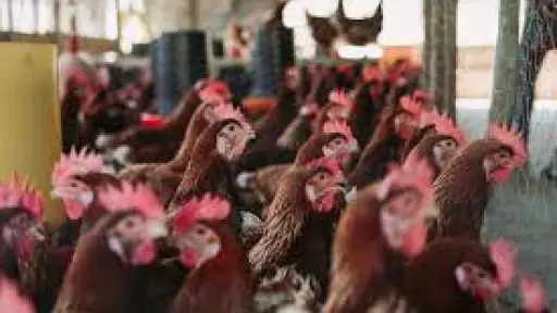 Servicios zoosanitarios en alerta por posibles brotes de influenza aviar en Biobío