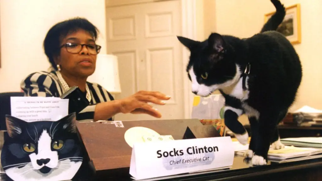 Socks Clinton 2 | Cedida