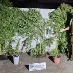 Incautación de marihuana en Yumbel, Carabineros
