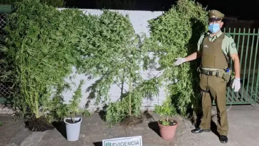Yumbel: Mujer es detenida luego de mantener plantas de marihuana al interior de invernadero