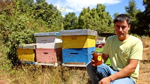 Joven rural de Mulchén se impone como guardián de las abejas con emprendimiento apícola