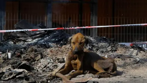 Rescatan a más de un centenar de perritos desde refugio en Curicó