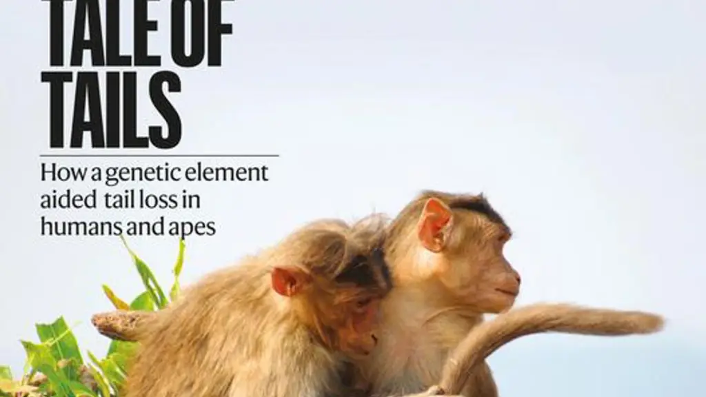 Evolución de los humanos y los simios , EFE