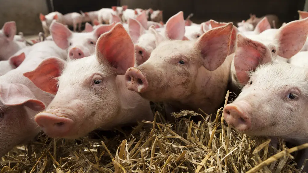 Bajo un contexto global desafiante para la producción de carne de cerdo, Chile ha mostrado cifras alentadoras en la actividad pecuaria.