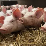 Bajo un contexto global desafiante para la producción de carne de cerdo, Chile ha mostrado cifras alentadoras en la actividad pecuaria.