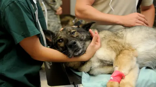 Los cuidados más allá de la cirugía: Las consecuencias de esterilizar a las mascotas 