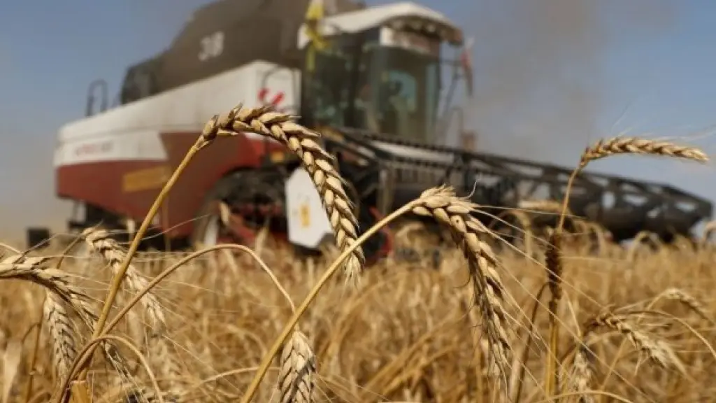 El trigo representa el 40% de los cereales sembrados en territorio nacional y su contenido nutricional lo posiciona como materia prima para distintos alimentos fundamentales.