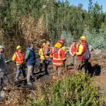 Balance provisional de temporada de incendios forestales en Biobío: superficie afectada bajó el 97%, Cedida