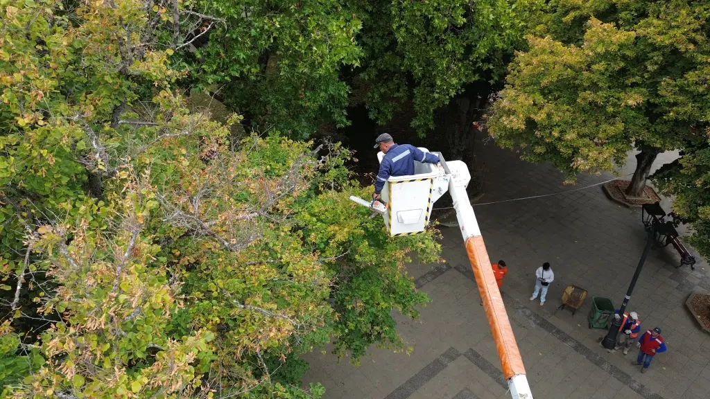 Realizan poda controlada y reposición de árboles en plaza de Armas de Yumbel