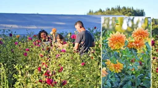 Cultivan más de 2 mil 500 plantas de dalias con más de 30 variedades en Yumbel