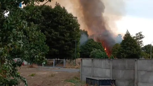 En Los Ángeles: Incendio de árboles amenaza a sector residencial de Sor Vicenta
