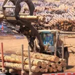 De acuerdo al conjunto representante de las pymes madereras en Biobío, la falta de estímulos evita que los pequeños y medianos propietarios planten bosques.