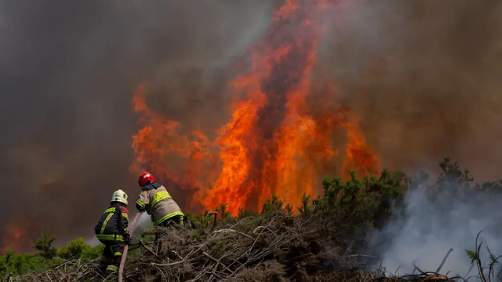 Los gremios del sector forestal recordaron que con los incendios forestales miles de personas pierden su fuente laboral, brecha que no se reduce con la actual propuesta.