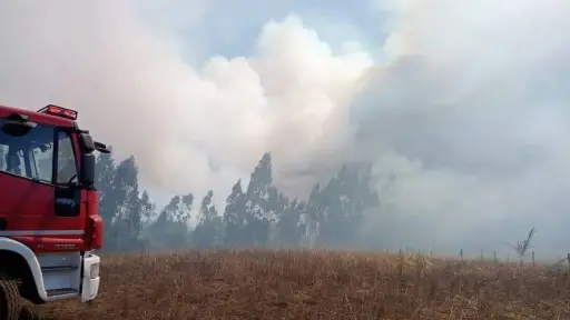 AHORA: Declaran Alerta Roja para la comuna de Tirúa por incendio forestal