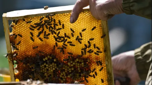 Apicultores de Santa Bárbara respaldan ley que regula uso de pesticidas y promueve la actividad