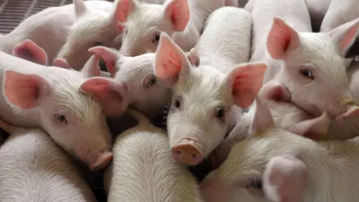 Productores de cerdo aseguran que normativa medioambiental arriesga al sector