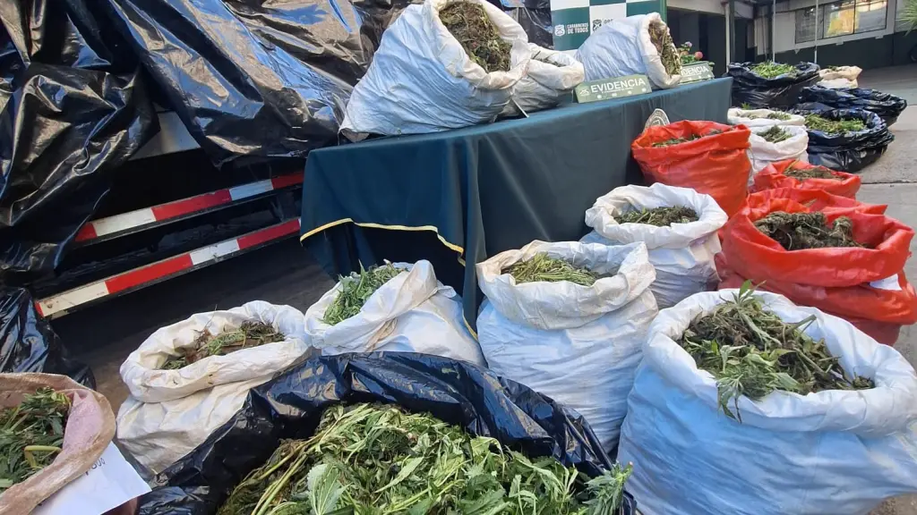 Marihuana en proceso de secado fue incautada en el allanamiento realizado a dos predios en Quilleco., La Tribuna