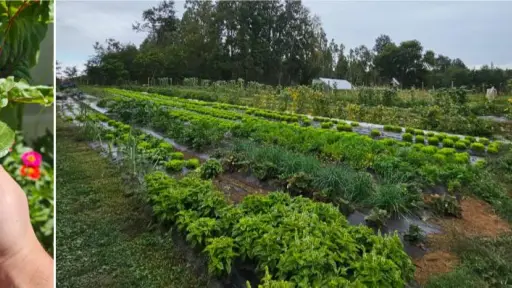 Agricultor de Quilleco lo demostró: Se pueden mejorar rendimientos y cuidar el medioambiente
