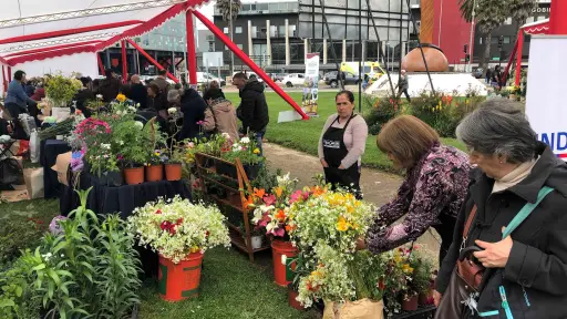 Feria campesina reunirá gran variedad de productos agrícolas en Concepción