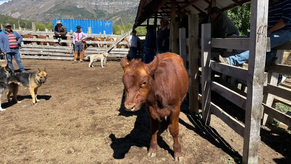 Venta asociativa de ganado en Alto Biobío.