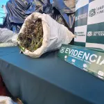 Marihuana en fase de secado y otra en planta fue decomisada en Quilleco., La Tribuna
