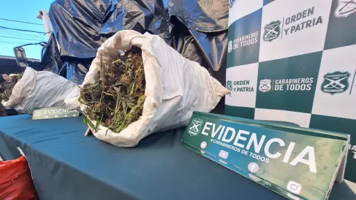 Gigantesco decomiso de marihuana en Quilleco: Avalúo de droga incautada supera 3 mil 700 millones de pesos
