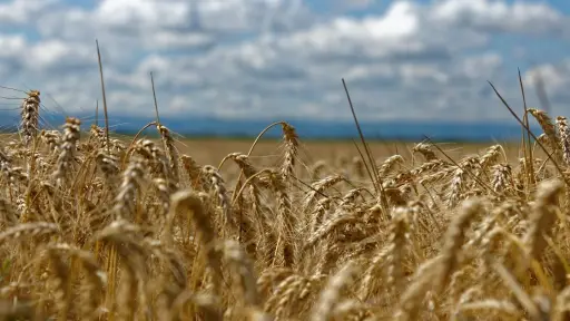 Agricultores de Biobío detallaron propuestas para sortear crisis del trigo