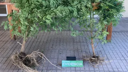 Decomisan plantas de cannabis en domicilio de la comuna de Nacimiento