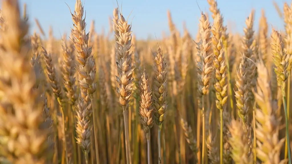 Según el análisis de la autoridad en torno al mercado externo de trigo, la oferta del insumo se ha visto favorecida para Chile también gracias a contingencias que han ocurrido en el extranjero.