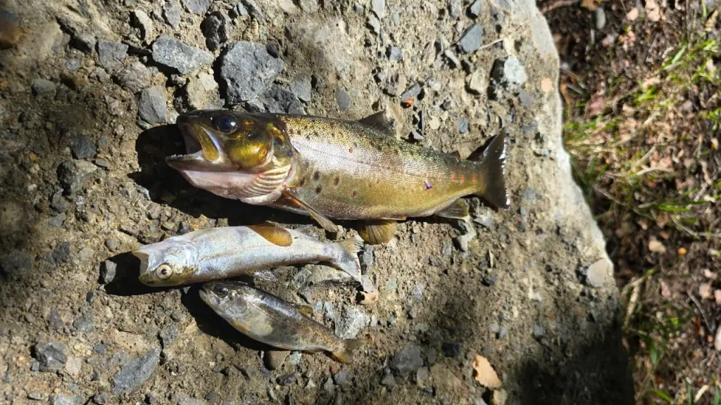 La mortandad de peces en el río Mininco causó alarma en la comunidad de Santa Bárbara., Cedida