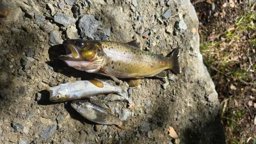 Mortandad de peces en Santa Bárbara: Presentan querella criminal contra quienes resulten responsables