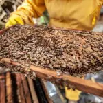 Los productores y prestadores de servicios de polinización observaron que la focalización de los recursos de apoyo a la apicultura se enfocan en la pequeña apicultura INDAP.