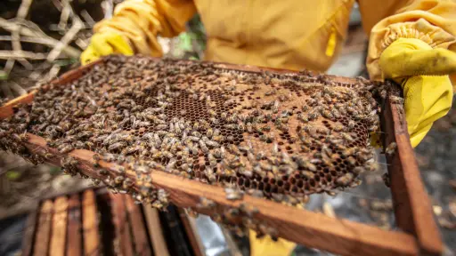 Piden crear dirección nacional de apicultura en Chile para abordar sus desafíos