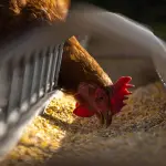 El seguro avícola por influenza aviar cubre aquellas aves que son sacrificadas por el Servicio Agrícola y Ganadero, luego de diagnosticada la epidemia dentro de algún plantel. 