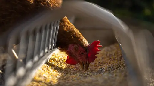 Agroseguros detalló herramientas de apoyo a avicultores afectados por influenza aviar 