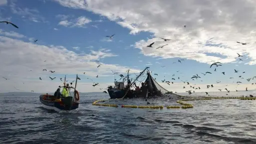 Expertos analizan desafíos de la pesca regional en Biobío ante cambios oceanográficos