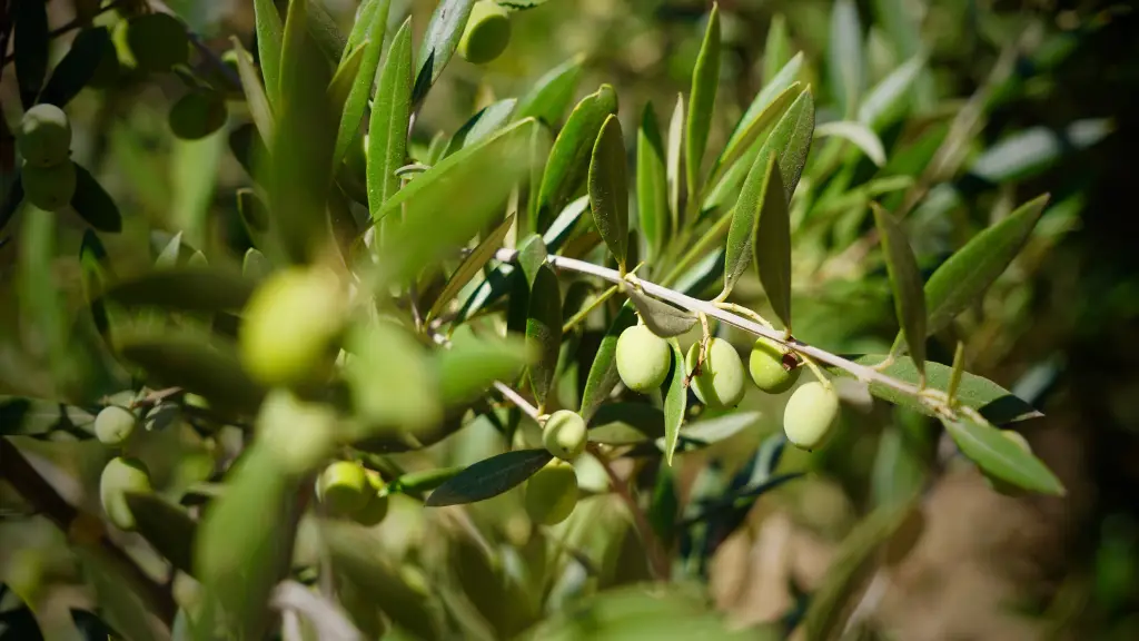 El olivo se caracteriza por contar con temporadas de muy buenos rendimientos y calidad, pasando luego a periodos deficientes debido a la falta de nutrientes que deja la cosecha anterior.