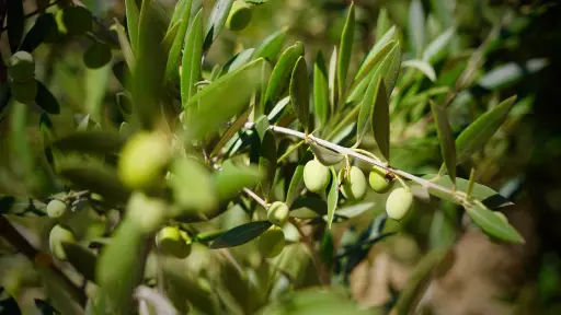 Prueban fertilizante para mejorar desarrollo de las plantas en la olivicultura