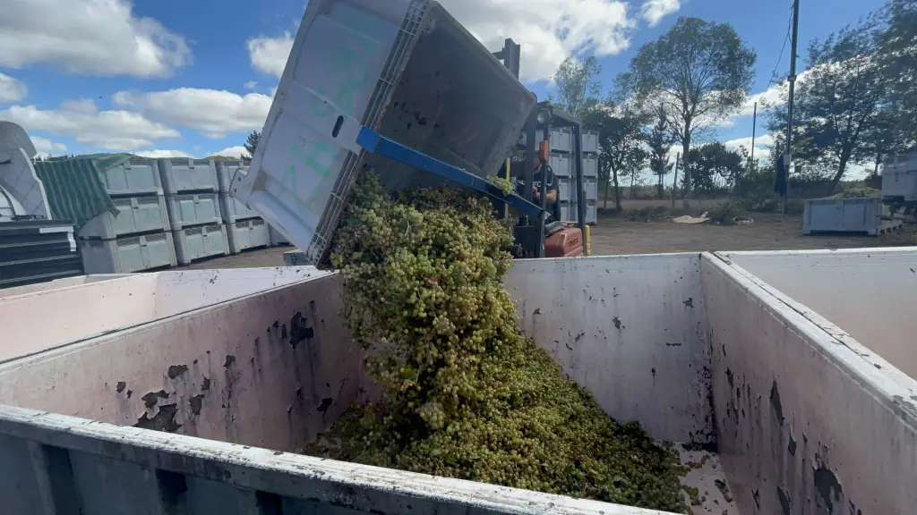 Fiscalización a poderes compradores de uva Biobío.