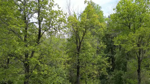 Bosque nativo en Biobío supera el 24,9%, según monitoreo de ecosistemas forestales