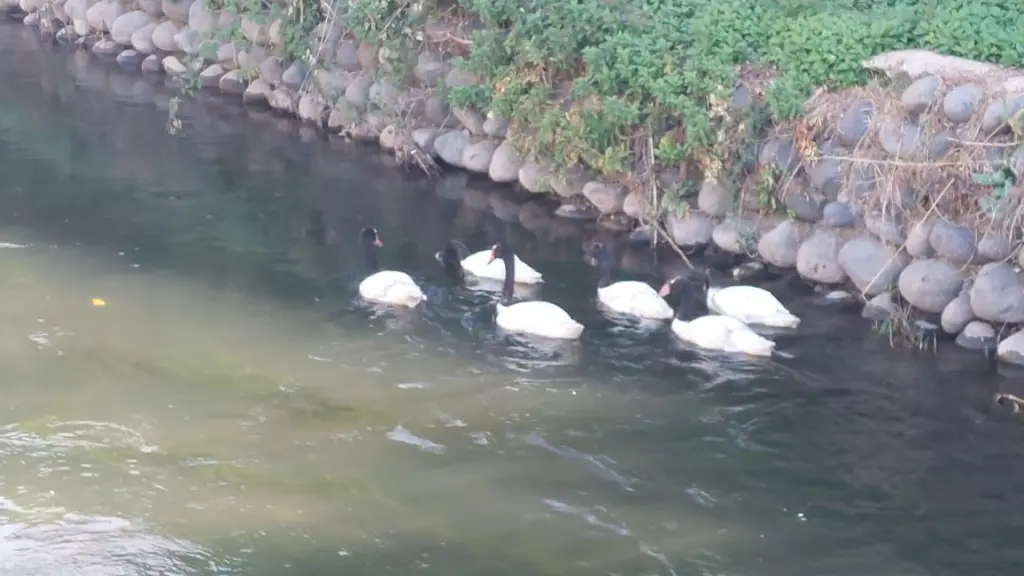 Los cisnes de cuello negro en un canal de riego en Cabrero., Cedida