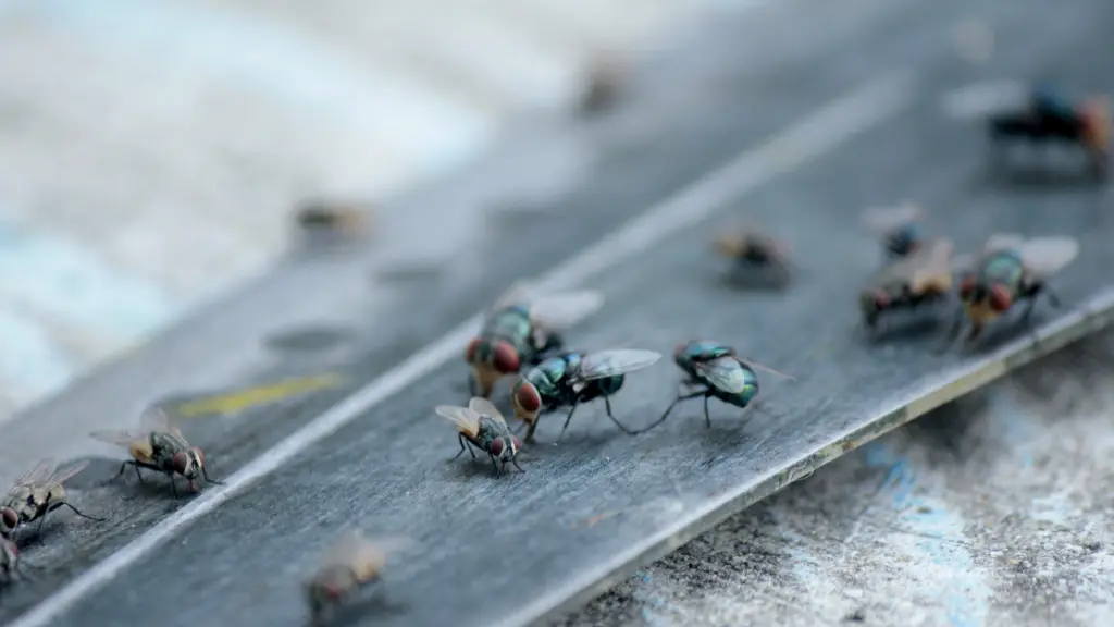 Dueño de negocio reclama contra “plaga de moscas y ratones” en sector norte de Los Ángeles