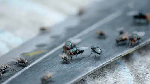 Dueño de negocio reclama contra plaga de moscas y ratones en sector norte de Los Ángeles