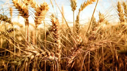Gremio agrícola entregó las propuestas para sobrellevar crisis del trigo