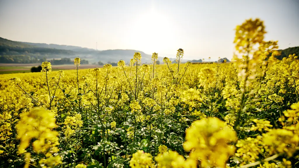 El aumento de costos de la temporada afectó especialmente a los productores que cuentan con menos hectáreas para producción y que dependen de los kilos producidos para obtener rentabilidad.